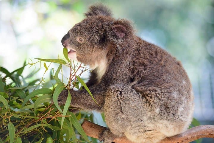 Blue Mountains Private Tour: Koalas, Kangaroos & Bondi Beach Day Trip from Sydney photo 4