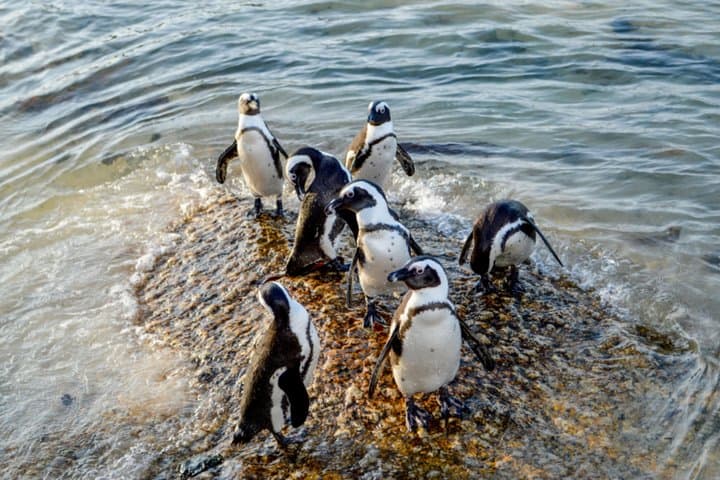Cape Point & Boulders Beach Private Sightseeing Tour — Penguins, Chapman's Peak and Cape of Good Hope photo 3