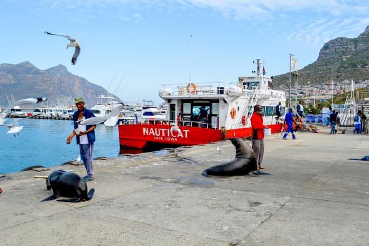 Cape Point & Boulders Beach Private Sightseeing Tour — Penguins, Chapman's Peak and Cape of Good Hope photo 6