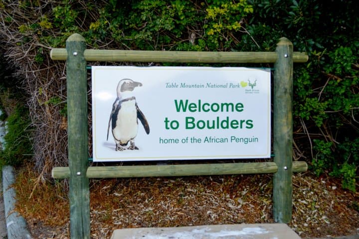 Cape Point & Boulders Beach Private Sightseeing Tour — Penguins, Chapman's Peak and Cape of Good Hope photo 4