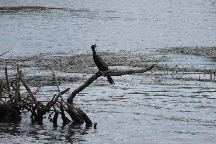 Zambezi River Birdwatching Cruise: Sunrise & Sunset Safaris at Victoria Falls photo 1