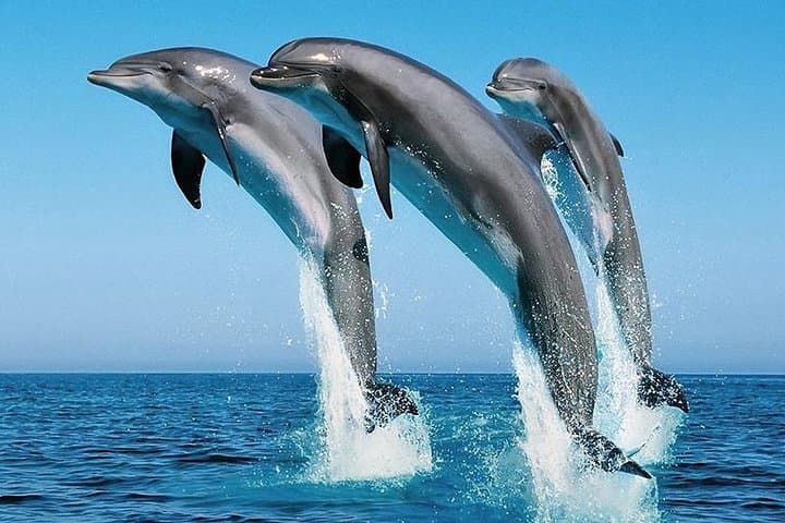 2-Day Wasini Dolphin & Kisite Marine Park Dhow Tour from Diani