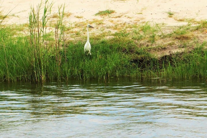 Zambezi River Birdwatching Cruise: Sunrise & Sunset Safaris at Victoria Falls photo 2