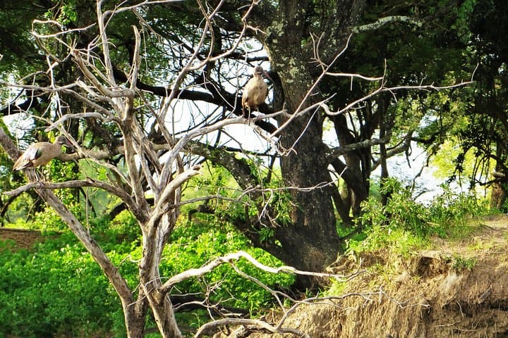 Zambezi River Birdwatching Cruise: Sunrise & Sunset Safaris at Victoria Falls photo 3