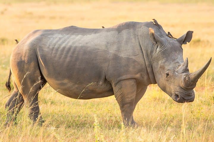 Cape Town to Johannesburg: 13-Day Best of South Africa Safari & Garden Route Adventure photo 6