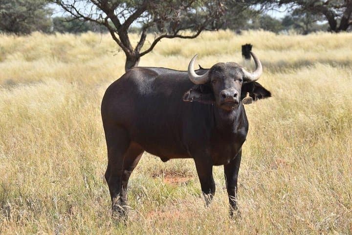 3-Day iSimangaliso Wetland & Hluhluwe‑Imfolozi Safari from Durban photo 4