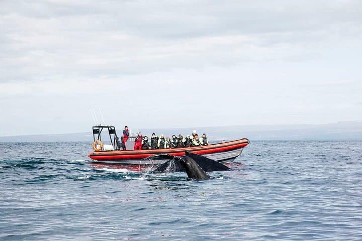 Big Whales & Puffins RIB Tour from Húsavík — Skjálfandi Bay Encounters photo 2