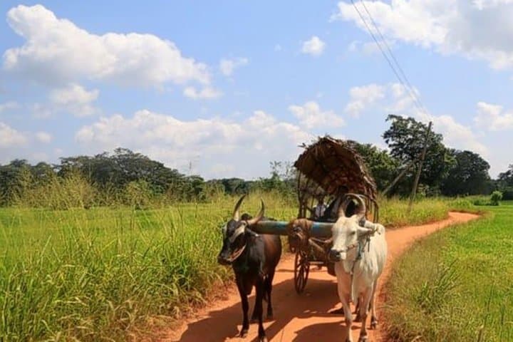 Pidurangala Rock Hike and Hiriwadunna Village Immersion from Kandy photo 5