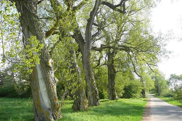 Taste Lithuania Minor: Private Food, Birding & Cultural Day Tour from Klaipėda photo 3