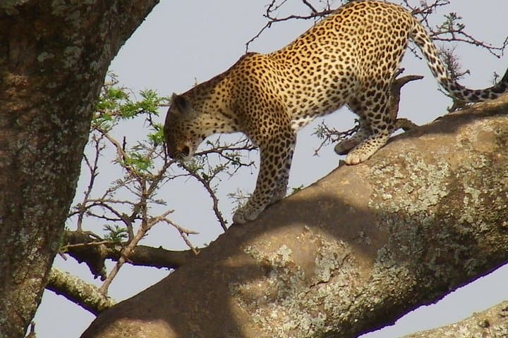 Jambo Jambo 3-Day Camping Safari — Tarangire, Lake Manyara & Ngorongoro photo 1