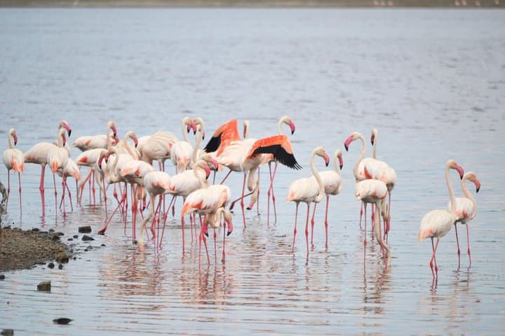 Jambo Jambo 3-Day Camping Safari — Tarangire, Lake Manyara & Ngorongoro photo 3