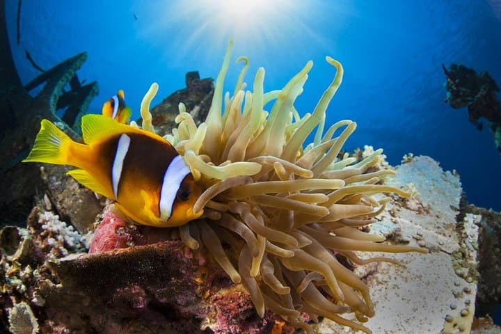 Try Scuba Diving in Aqaba: Shore Dive from Talabay Beach in the Red Sea photo 2