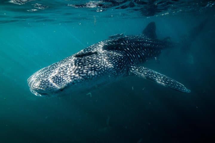 Whale Shark Snorkeling in La Paz — Small-Group Tour with a Marine Biologist photo 5