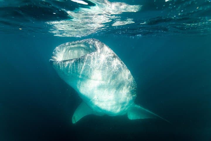 Whale Shark Snorkeling in La Paz — Small-Group Tour with a Marine Biologist photo 3