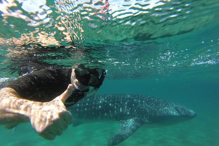 Whale Shark Snorkeling in La Paz — Small-Group Tour with a Marine Biologist
