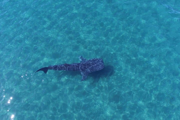 Whale Shark Snorkeling in La Paz — Small-Group Tour with a Marine Biologist photo 6