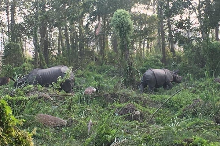 Chitwan 2-Day Jungle Safari from Kathmandu — Rhino, Jeep Safari & Tharu Culture photo 2