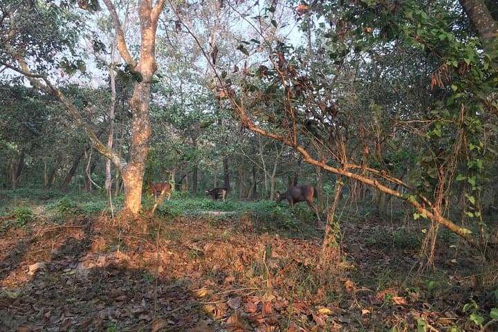Chitwan 2-Day Jungle Safari from Kathmandu — Rhino, Jeep Safari & Tharu Culture photo 3