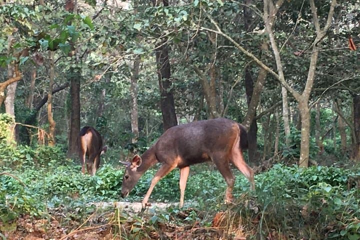 Chitwan 2-Day Jungle Safari from Kathmandu — Rhino, Jeep Safari & Tharu Culture photo 4