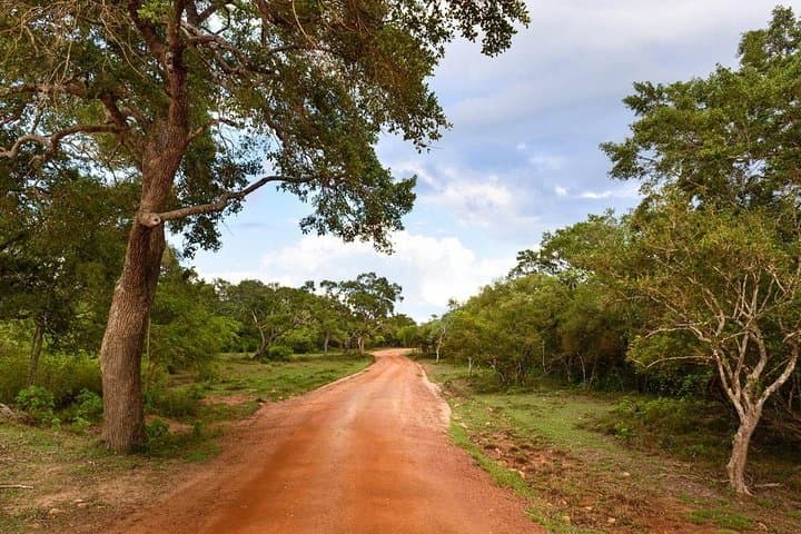 Wilpattu Half-Day Safari from Sigiriya — Leopards, Elephants & Villus photo 4