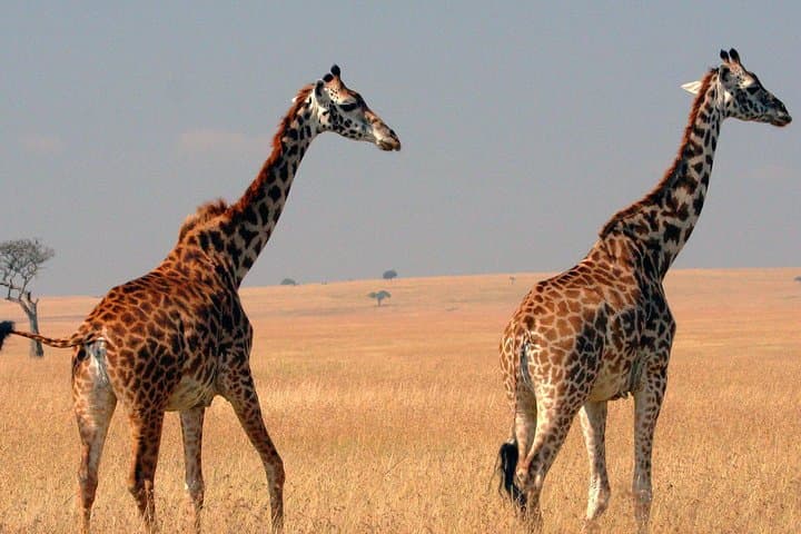 4-Day Masai Mara and Lake Nakuru Safari from Nairobi photo 3