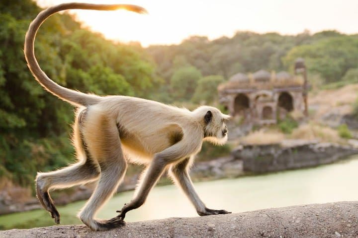 Ranthambore National Park 3-Night Safari: Tigers, Forts, and Lakes photo 6