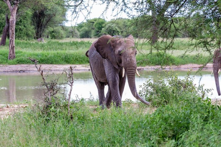4-Day Tanzania Safari: Tarangire, Ngorongoro & Serengeti Wildlife Tour photo 2
