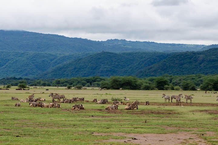 4-Day Tanzania Safari: Tarangire, Ngorongoro & Serengeti Wildlife Tour photo 3