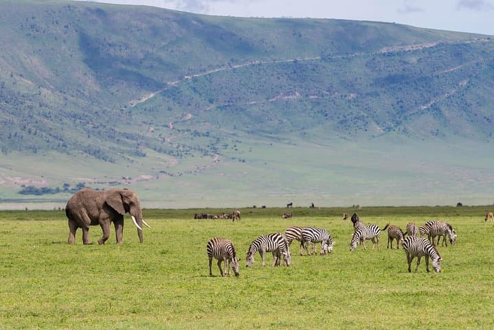 4-Day Tanzania Safari: Tarangire, Ngorongoro & Serengeti Wildlife Tour photo 5