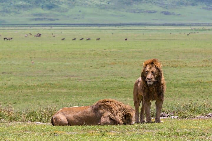 4-Day Tanzania Safari: Tarangire, Ngorongoro & Serengeti Wildlife Tour