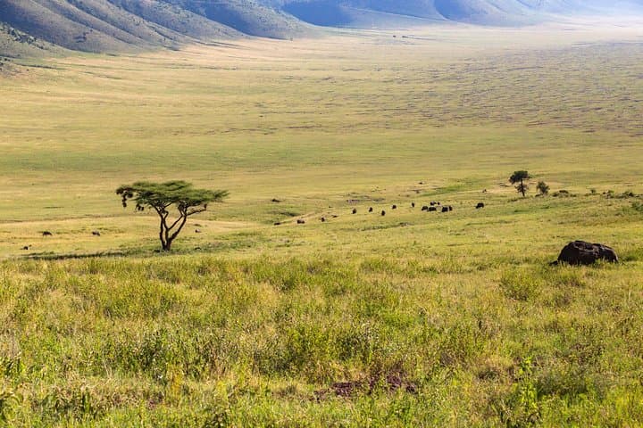 4-Day Tanzania Safari: Tarangire, Ngorongoro & Serengeti Wildlife Tour photo 6