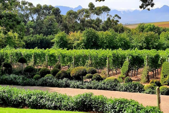 Full-Day Private Cape Winelands Wine Tasting Tour (Stellenbosch, Paarl, Franschhoek) photo 4