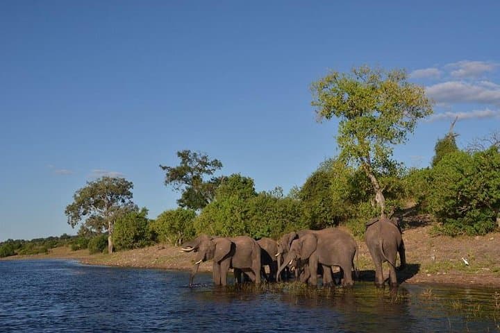 Private Game Drive & Rhino Walk Safari at Mosi-oa-Tunya (Livingstone) photo 3