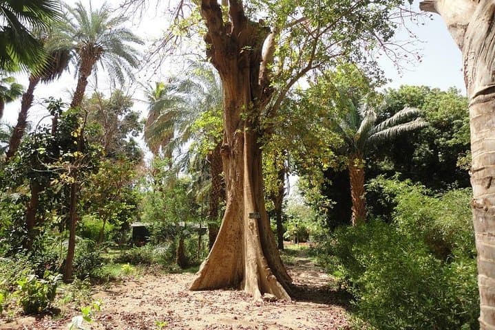 Aswan Private Nile Sunset Cruise & Kitchener Botanical Garden Visit photo 5