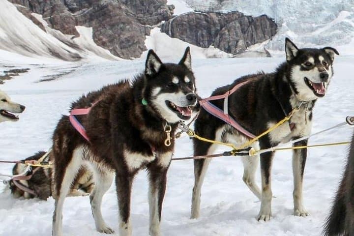 Helicopter to Herbert Glacier: Juneau Dogsledding & Glacier Landing Experience photo 4