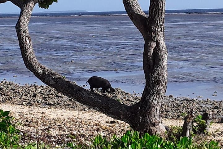 Tongatapu Full-Island Cultural and Coastal Tour: See, Hear and Experience photo 2