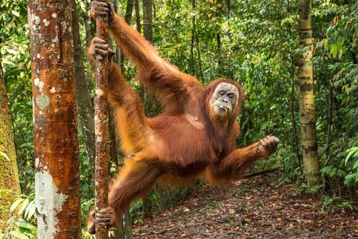 3-day Jungle Trek and Rafting in Gunung Leuser from Bukit Lawang photo 2