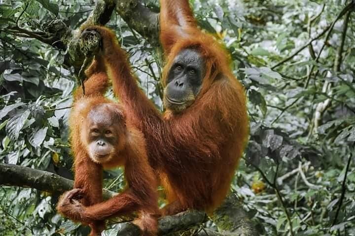 3-day Jungle Trek and Rafting in Gunung Leuser from Bukit Lawang photo 5