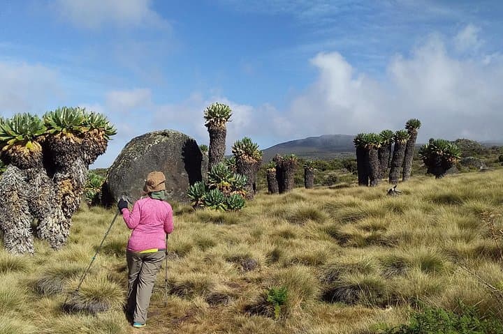 Kilimanjaro Summit Challenge: 6-Day Marangu Route Trek to Uhuru Peak photo 5