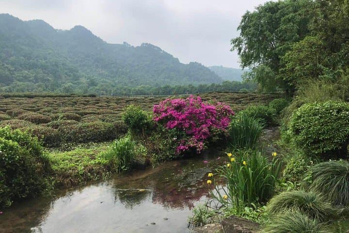 Hangzhou Full-Day Classic Tour from Shanghai — West Lake Cruise, Hefang Street & Longjing Tea photo 4