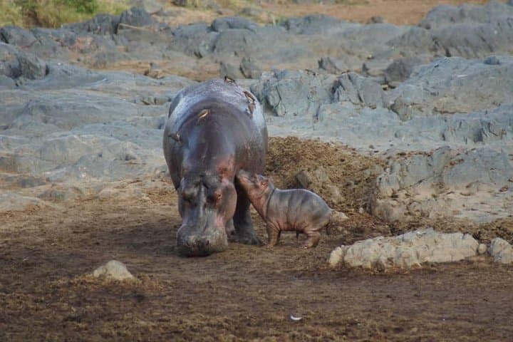 Full-Day Ngorongoro Crater Safari from Arusha or Moshi photo 5