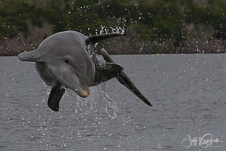 Marco Island Dolphin, Birding & Shelling Tour: 2-Hour Eco Cruise in the 10,000 Islands