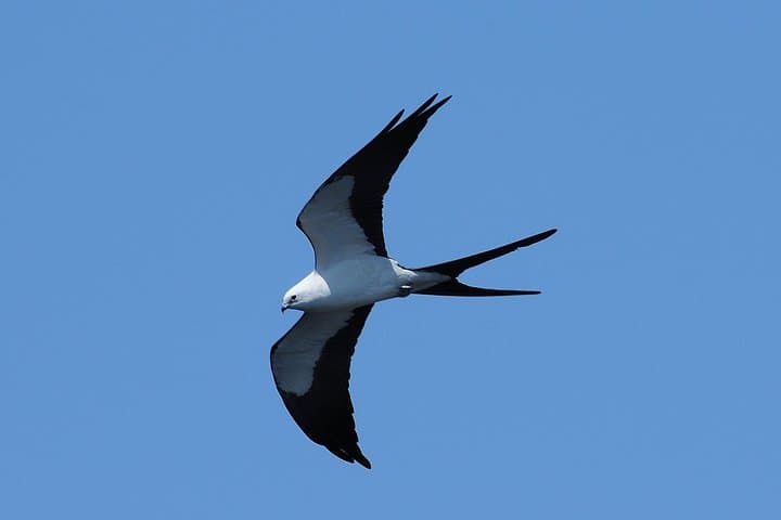 Marco Island Dolphin, Birding & Shelling Tour: 2-Hour Eco Cruise in the 10,000 Islands photo 6