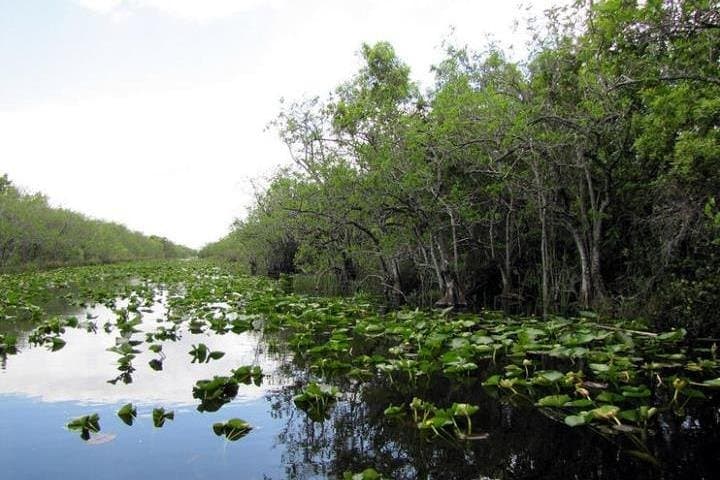 Everglades Airboat & Alligator Habitat Tour from Miami photo 4