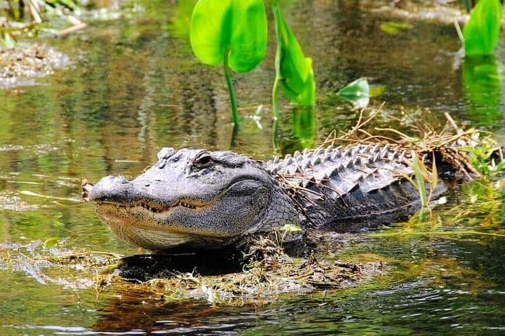 Miami Combo: Everglades Airboat and Biscayne Bay Boat Tour photo 4