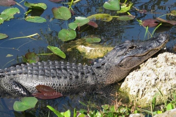 Everglades Airboat & Alligator Habitat Tour from Miami photo 5