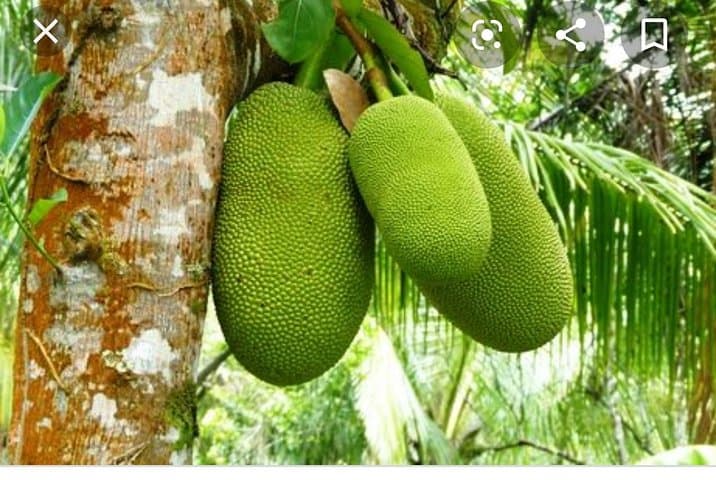 Sun Valley Farm Tour Ocho Rios — Fruit, Flora & Farm Life photo 2