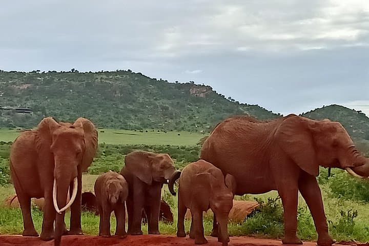 Tsavo Expedition Safari: Red Elephants, Leopards & Mzima Springs photo 2