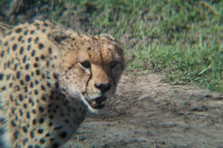 Tsavo Expedition Safari: Red Elephants, Leopards & Mzima Springs photo 5