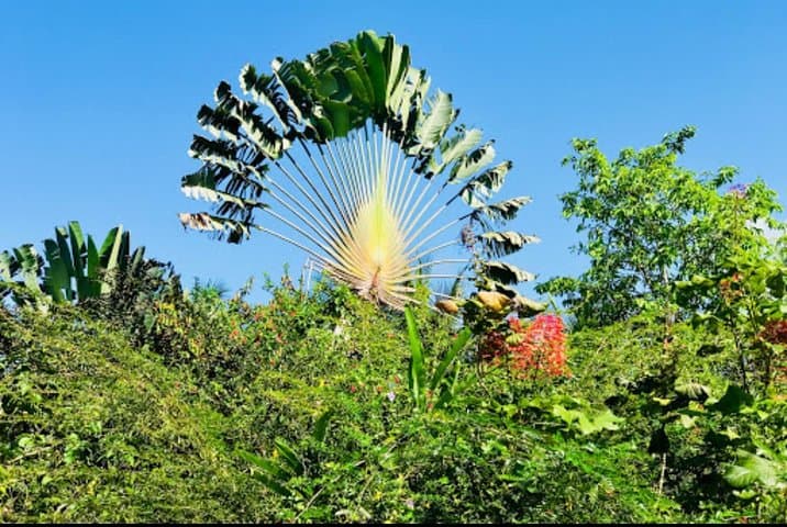 Sun Valley Farm Tour Ocho Rios — Fruit, Flora & Farm Life photo 4